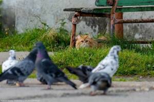 Фотограф заснял драматичную историю того, как кот не смог поймать голубя