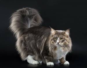 10 самых красивых пород кошек в мире