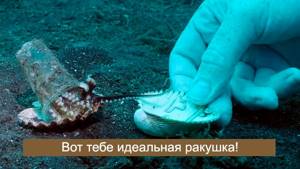 Дайвер убедил осьминога сменить пластиковый стакан на раковину (видео)