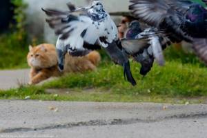 Фотограф заснял драматичную историю того, как кот не смог поймать голубя