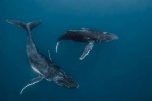Удивительные подводные снимки от Жасмин Кэри