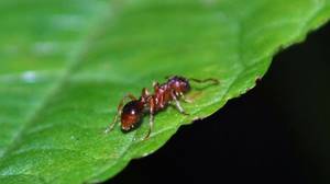 
        Самые быстрые в мире муравьи живут в Сахаре            