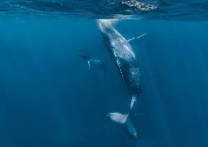 Удивительные подводные снимки от Жасмин Кэри
