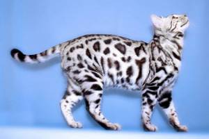 10 самых красивых пород кошек в мире