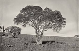 Природа Дикого Запада 150 лет назад на снимках
