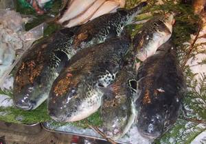 
        Яд рыбы фугу - «природный антистресс»            
