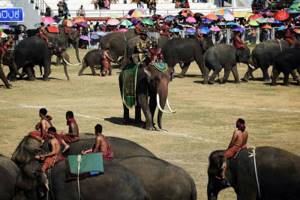 Фестиваль слонов 2019 в Таиланде