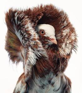 Фотограф сделал выразительные портреты исчезающих птиц
