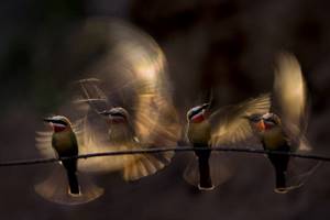 Лучшие снимки с конкурса «Nature Photographer of the Year» 2019