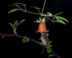 Лучшие снимки с конкурса «Nature Photographer of the Year» 2019