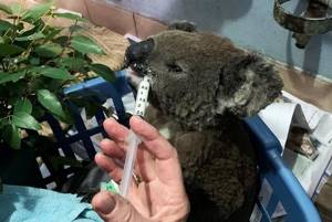 Австралийка вынесла испуганную коалу из горящего леса — видео