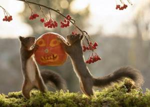 Забавные снимки белок к Хэллоуину