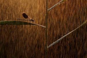 Лучшие снимки с конкурса «Nature Photographer of the Year» 2019