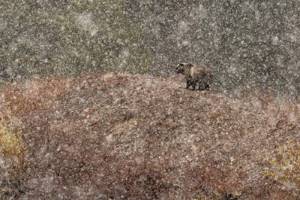 Лучшие снимки с конкурса «Nature Photographer of the Year» 2019