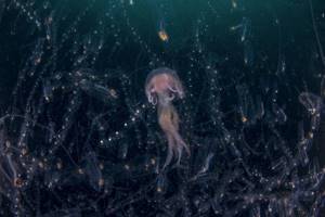 Лучшие снимки с конкурса «Nature Photographer of the Year» 2019