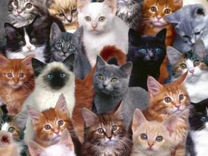 10 интересных фактов о котах и кошках