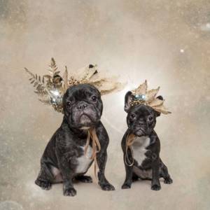 Рождественская фотосессия животных, посвященная благотворительности