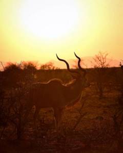 Дикие африканские животные на снимках Стивена Довера