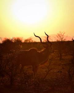 Африканские животные на снимках Стивена Довера