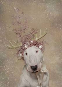 Рождественская фотосессия животных, посвященная благотворительности