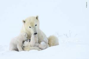 Опубликованы лучшие фото конкурса WPY 2019