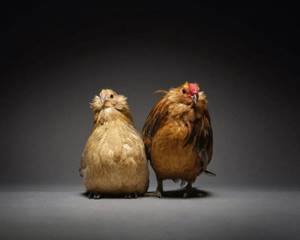 Фото куриных пар, которые показывают, какая разная бывает любовь