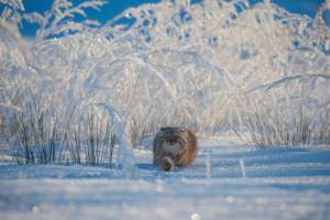 Опубликованы лучшие фото конкурса WPY 2019