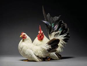 Фото куриных пар, которые показывают, какая разная бывает любовь
