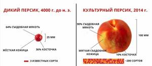 Овощи и фрукты до выращивания людьми