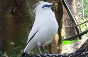 Самые редкие виды птиц в мире