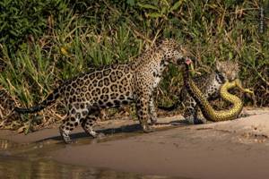 Опубликованы лучшие фото конкурса WPY 2019