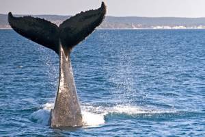 
        Голубые киты - крупнейшие животные на планете            