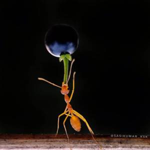 Фотограф из Индии снимает впечатляющие портреты насекомых