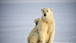 10 интересных фактов о белых медведях