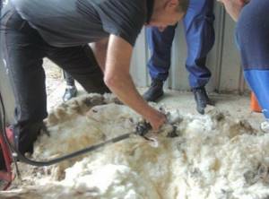 42 кг шерсти собрали с одной овцы