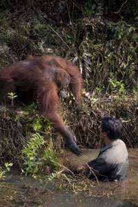 Орангутанг протянул руку, чтобы спасти жизнь человеку, думая, что он упал в кишащий змеями реку