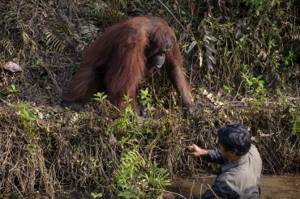 Орангутанг протянул руку, чтобы спасти жизнь человеку, думая, что он упал в кишащий змеями реку