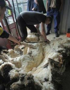 42 кг шерсти собрали с одной овцы