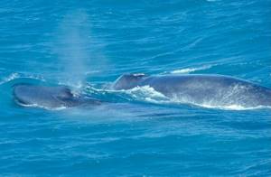
        Резкий рост численности синих китов            