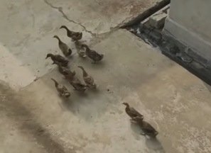 Дружные утки каждое утро собираются вместе, чтобы пойти на речку