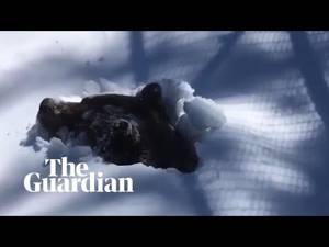 Видео дня: посмотрите, как медведь гризли выходит из спячки и раскапывает носом снежок