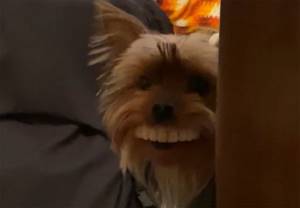 Пес украл у хозяина вставные зубы и теперь бегает с жуткой улыбкой (видео)