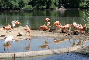 
        Фламинго выделяют круг близких друзей            