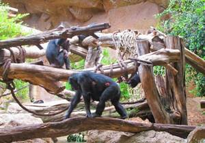 
        Шимпанзе и люди стареют одинаково            