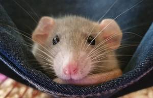 
        Нейробиологи смогли определить эмоции на мордах мышей            