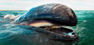 Как киты едят в воде и при этом не захлёбываются