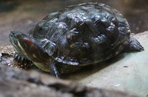 
        Черепахи в Таиланде начали активно размножаться в отсутствие туристов            