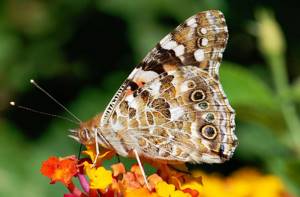 Как бабочкам удается мигрировать на большие расстояния?