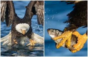 Впечатляющие кадры: белоголовый орлан на рыбалке