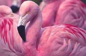 Самые яркие фламинго оказались самыми нахальными